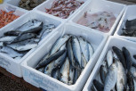 Fish market, Budva