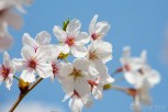 Cherry blossom in Kyu Shiba Rikyu Garden, Tokyo