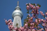 Tokyo Sky Tree amongst the cherry blossom, Tokyo