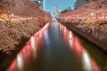 Cherry blossoms at Meguro River, Tokyo