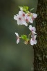 Chery blossom along Philopher's Path, Kyoto