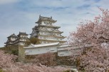 Himeji Castle amongst the cherry blossom, Himeji