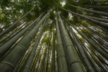 Bamboo Forest at Arashiyama, Kyoto