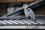 A heron on the roofs of Gion, Kyoto