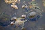 Ancient turtles at Butrint