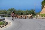 Domestic cattle on the main road