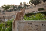One of many homeless cats, Beirut