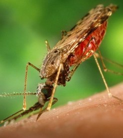 Malarian spreds genom malariamyggan som trivdes bra i 1700-talets vattensjuka och fuktiga jordbrukslandskap.