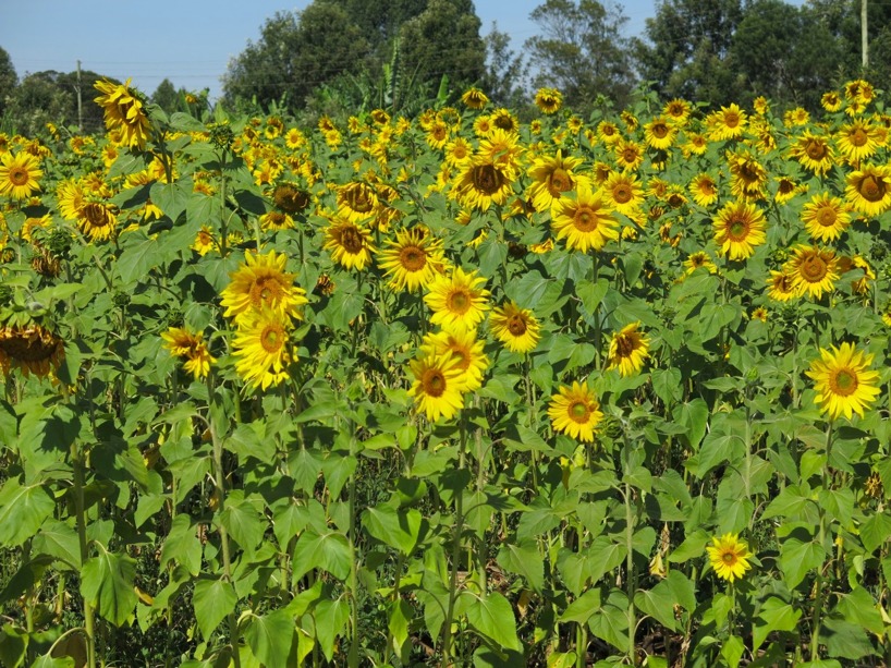 sunflowers massage leksaker för vuxna sunflowers massage leksaker för vuxna