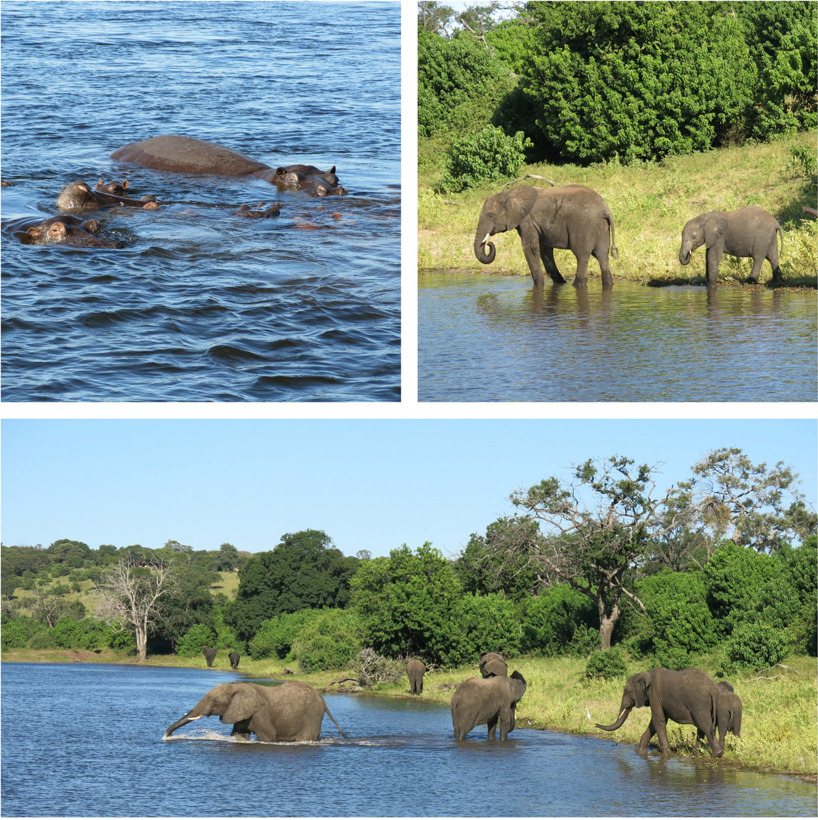 På safari i Botswana får man stor chans att se elefanter! På safari i Botswana får man stor chans att se elefanter!