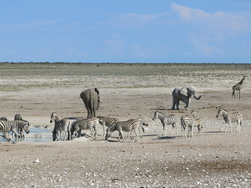 Etosha nationalpark! Etosha nationalpark!