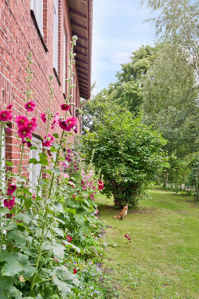 Stockrosor och rosor framför köksfönstren i trädgården på framsidan mot parkeringen. Här växer också Forsythia, Häggmispel, Paradisbuske och en väldoftande Schersmin bland mycket annat. Stockrosor och rosor framför köksfönstren i trädgården på framsidan mot parkeringen. Här växer också Forsythia, Häggmispel, Paradisbuske och en väldoftande Schersmin bland mycket annat.
