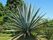 250px-Agave_tequilana_2[1]