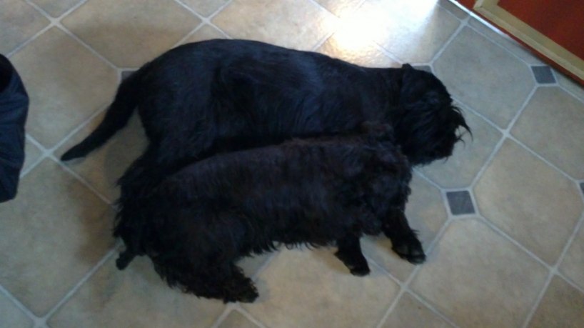 TEZZ OCH DONNA SOVER TEZZ OCH DONNA SOVER
