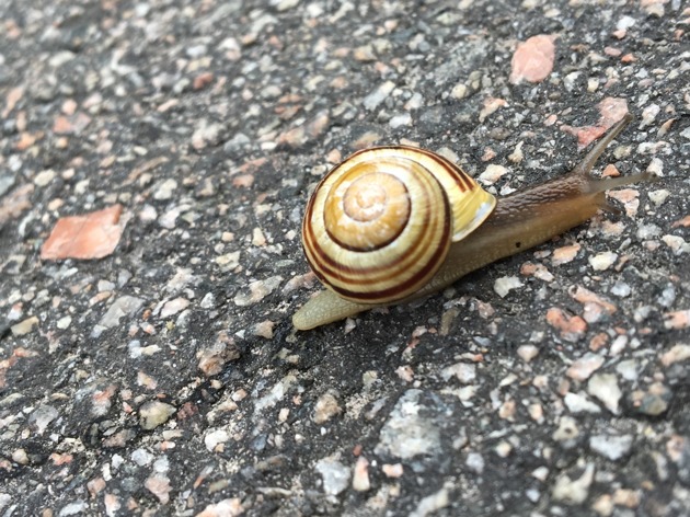 Snigel långsamt är också framåt utbränd våga vara rädd utmattningssyndrom väggen Snigel långsamt är också framåt utbränd våga vara rädd utmattningssyndrom väggen
