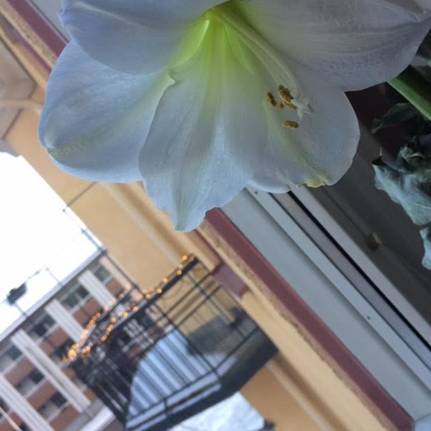 våga vara rädd utmattningssyndrom utbränd väggen amaryllis våga vara rädd utmattningssyndrom utbränd väggen amaryllis
