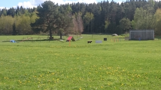 Chili hittar figuranten bakom hindret! Chili hittar figuranten bakom hindret!