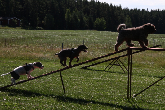 Freja, Attila och Chili påväg upp på balansbommen Freja, Attila och Chili påväg upp på balansbommen