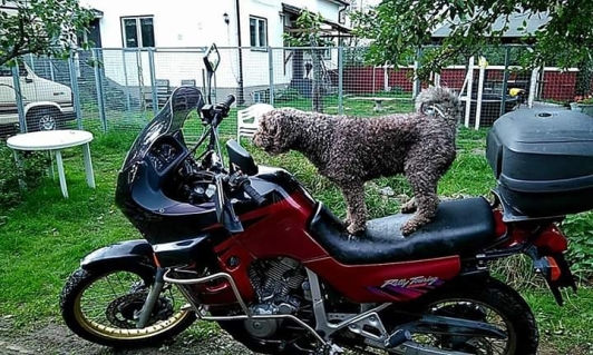 Mocca gillar motorer. Mocca gillar motorer.