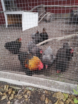 Våra dvärgkochin pickar nere vid sjön och ger ett och annat ägg Våra dvärgkochin pickar nere vid sjön och ger ett och annat ägg