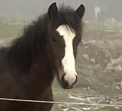 Tess Opala  e.  Mjölner Komet u. Hönn Tess är till salu.  Född 25 april  2025, är kvar här till våren 2026, hör gärna av er vid intresse till Anette 0730-643730.