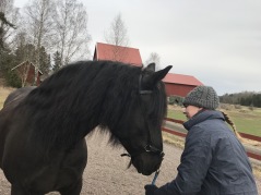 Edelvesla såldes 2019, här fick hon tre fina föl. Slått Briljanta, Slått Zirkona och Slått Safira alla e. Slått Eld.