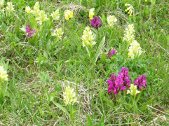 I maj blommar orkideer på Oaxen