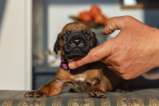 q-lilac 2 weeks old