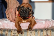 Q-red 2 weeks old söt