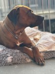 enzo p blue