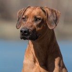 Moyo by Lisi head 3 y o  Moyo by Lisi head 3 y o