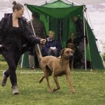 Moyo at Kungsäng utställning Moyo at Kungsäng utställning