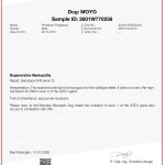 Certificate-DM Moyo P