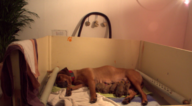 Chita with her TITIbabies