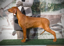 Wella BOS puppy at open show Kamle stack 3 months