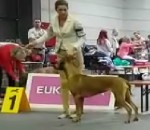 duba 20th cacib duba 20th cacib