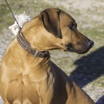 moyo profil moyo profil