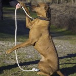 hare Moyo P hare Moyo P