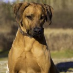 Moyo Persbrandt head 3 y o Moyo Persbrandt head 3 y o