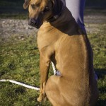 Moyo P omvänd klassiska RR Moyo P omvänd klassiska RR