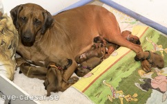 Rubi with her babies