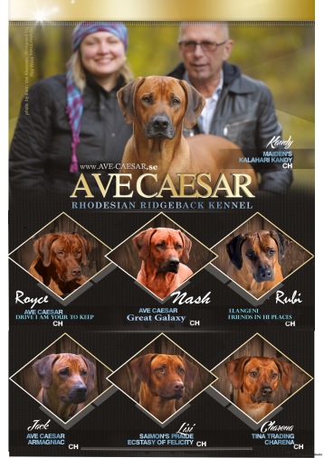 we and our 7 ridgebacks