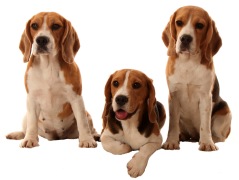 Beagle Norge Beagle Norge