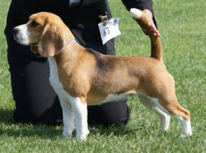 Årets beagle