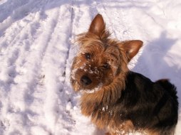 En härlig bild på Ålhammarens Ymer "Ozzy" i snön som Christina Engqvist har skickat in