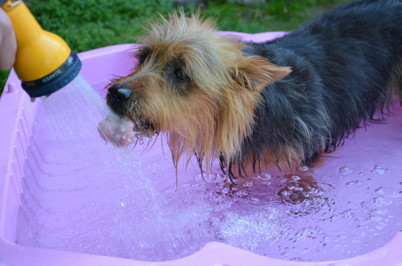 Wilma gillar att bada och fånga vattnet.