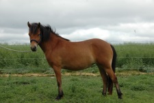 Fidde2