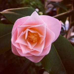 Camelia Camelia