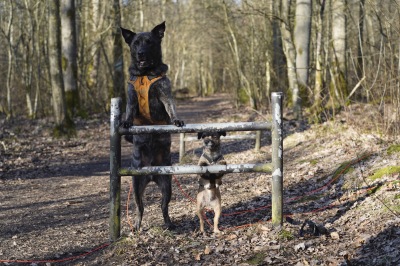 Fokuserade hundar väntar på frisignal. Foto: Fredrik Rambris