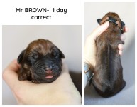 1day_brown